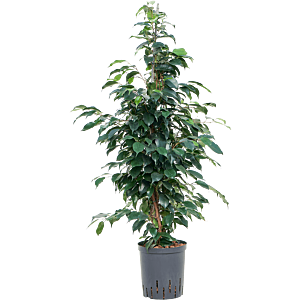 Ficus benjamina 'Danielle'