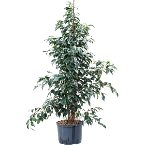 Ficus benjamina 'Danielle'