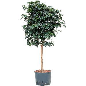 Ficus benjamina 'Danielle'