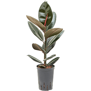 Ficus elastica 'Abidjan'