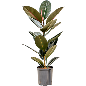 Ficus elastica 'Abidjan'