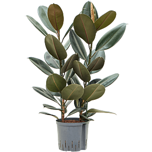 Ficus elastica 'Abidjan'