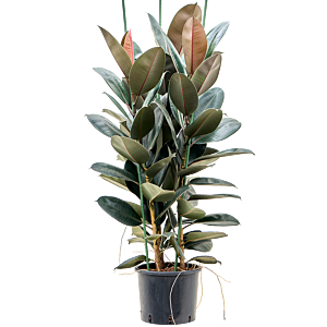 Ficus elastica 'Abidjan'