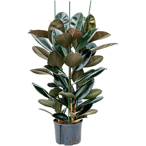 Ficus elastica 'Abidjan'