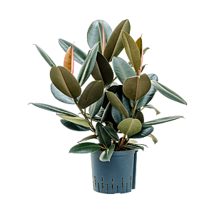 Ficus elastica 'Abidjan'