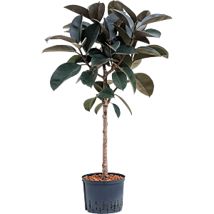 Ficus elastica 'Abidjan'