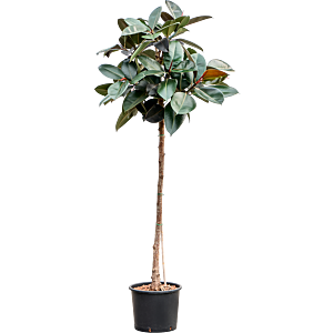Ficus elastica 'Abidjan'
