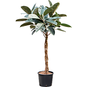 Ficus elastica 'Burgundy'