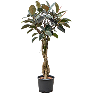 Ficus elastica 'Burgundy'