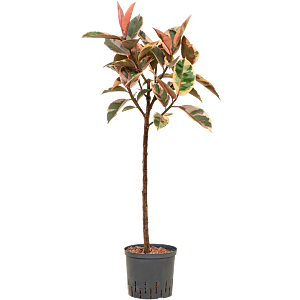 Ficus elastica 'Belize'