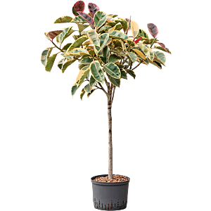 Ficus elastica 'Belize'