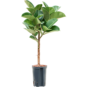 Ficus elastica 'Cloe'