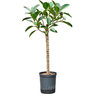 Ficus elastica 'Melany'