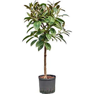 Ficus elastica 'Melany'