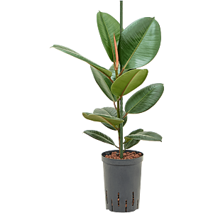 Ficus elastica 'Robusta'