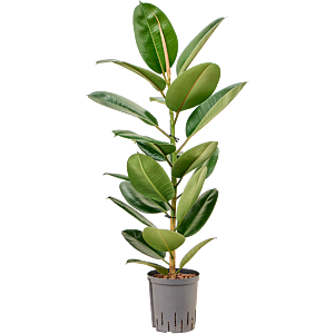 Ficus elastica 'Robusta'