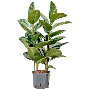Ficus elastica 'Robusta'