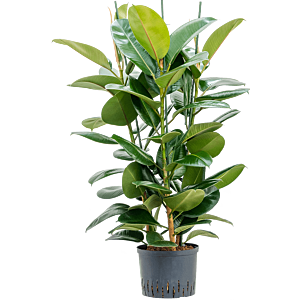 Ficus elastica 'Robusta'
