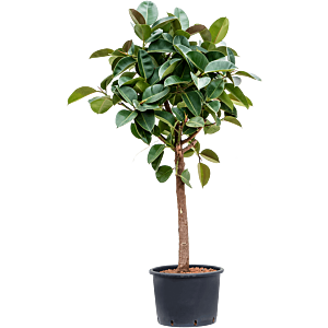 Ficus elastica 'Robusta'
