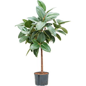 Ficus elastica 'Robusta'