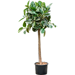 Ficus elastica 'Robusta'
