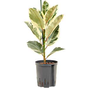 Ficus elastica 'Tineke'