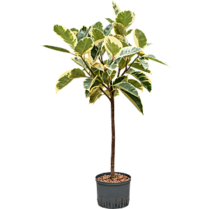 Ficus elastica 'Tineke'