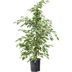 Ficus benjamina 'Golden king'