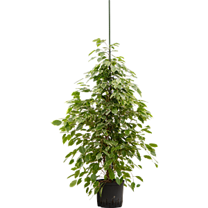 Ficus benjamina 'Golden king'