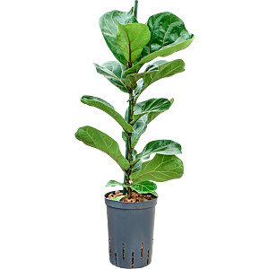 Ficus lyrata 'Bambino'