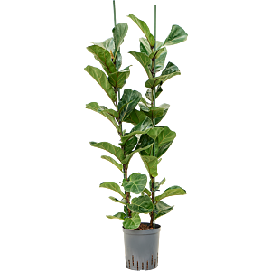Ficus lyrata 'Bambino'