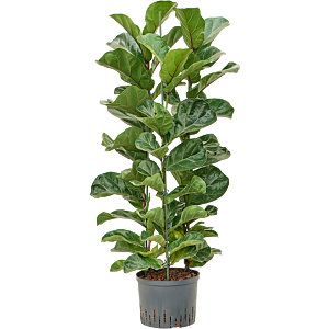 Ficus lyrata 'Bambino'