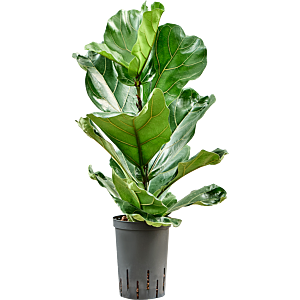 Ficus lyrata