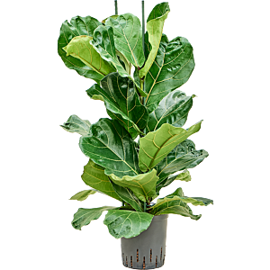 Ficus lyrata