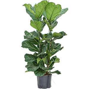 Ficus lyrata