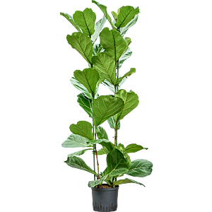 Ficus lyrata