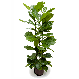 Ficus lyrata