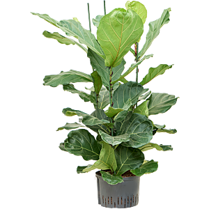 Ficus lyrata