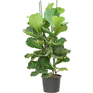 Ficus lyrata