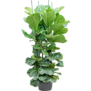 Ficus lyrata