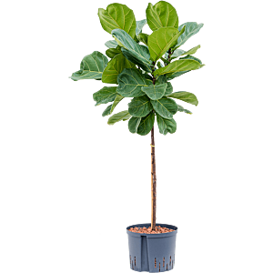 Ficus lyrata