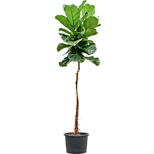 Ficus lyrata