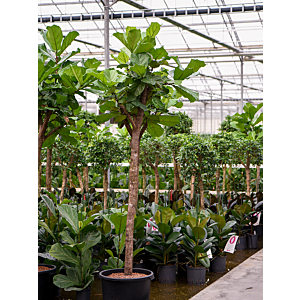Ficus lyrata