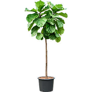 Ficus lyrata