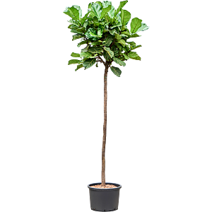 Ficus lyrata