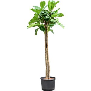 Ficus lyrata