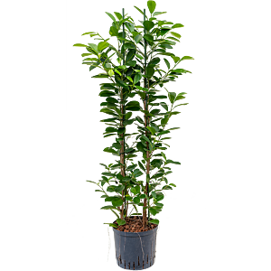 Ficus microcarpa 'Moclame'