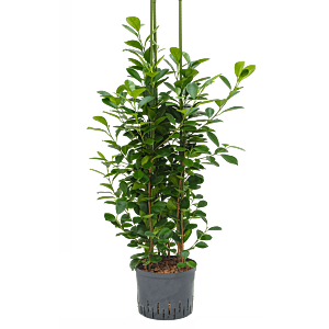 Ficus microcarpa 'Moclame'