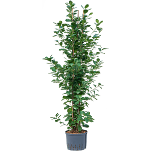 Ficus microcarpa 'Moclame'