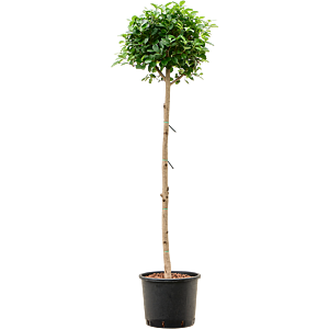 Ficus microcarpa 'Moclame'